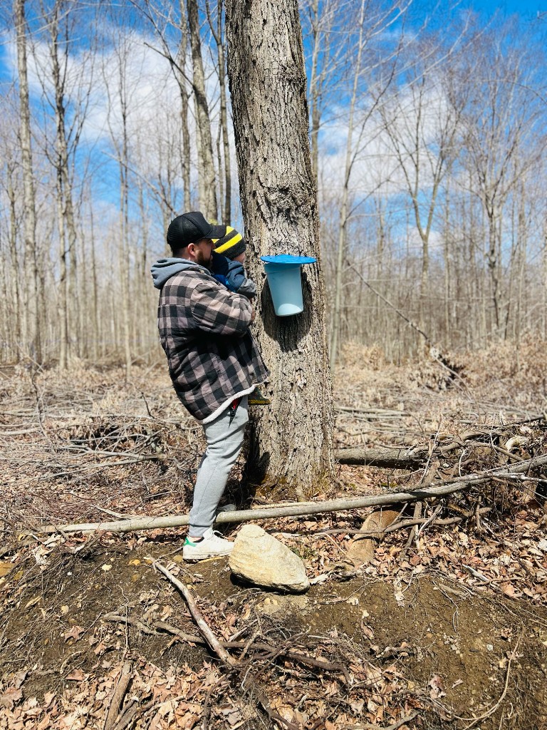 Entaille d'un érable lors de la saison des sucres au printemps